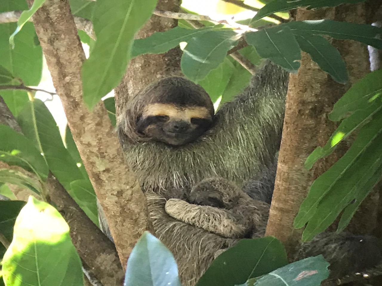 Oso perezoso en volcán Arenal
