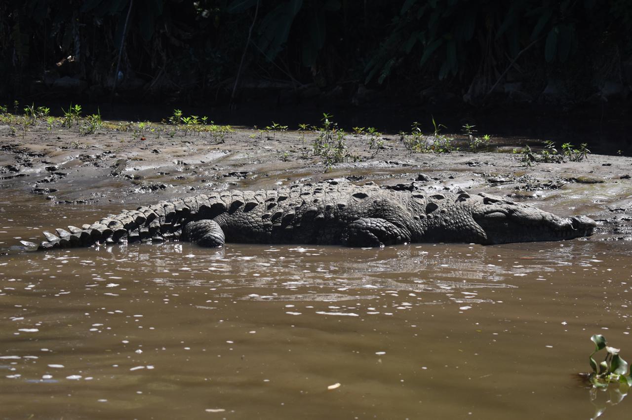 Cocodrilo en río Tárcoles