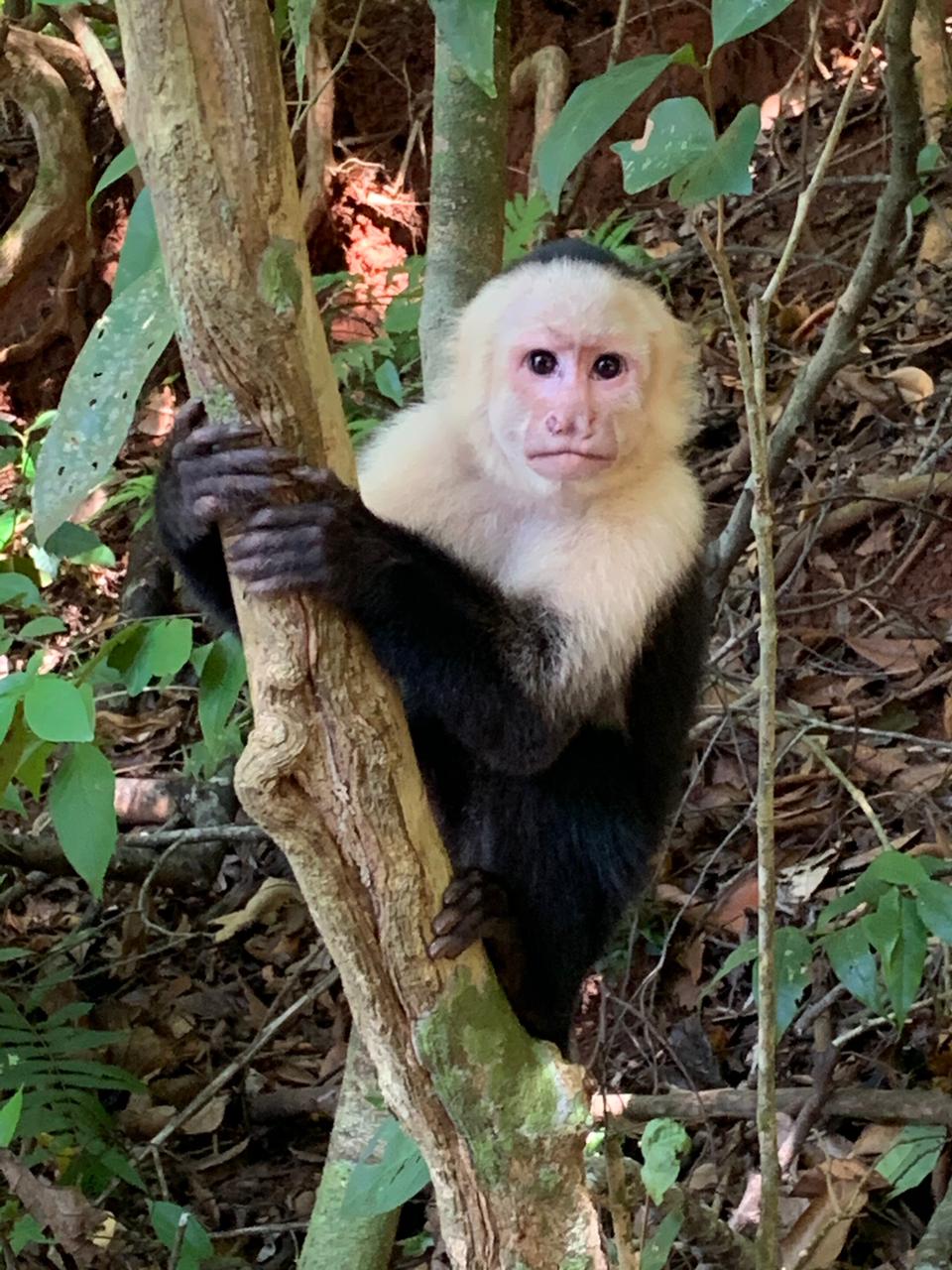 Mono capuchino en Parque Nacional Manuel Antonio
