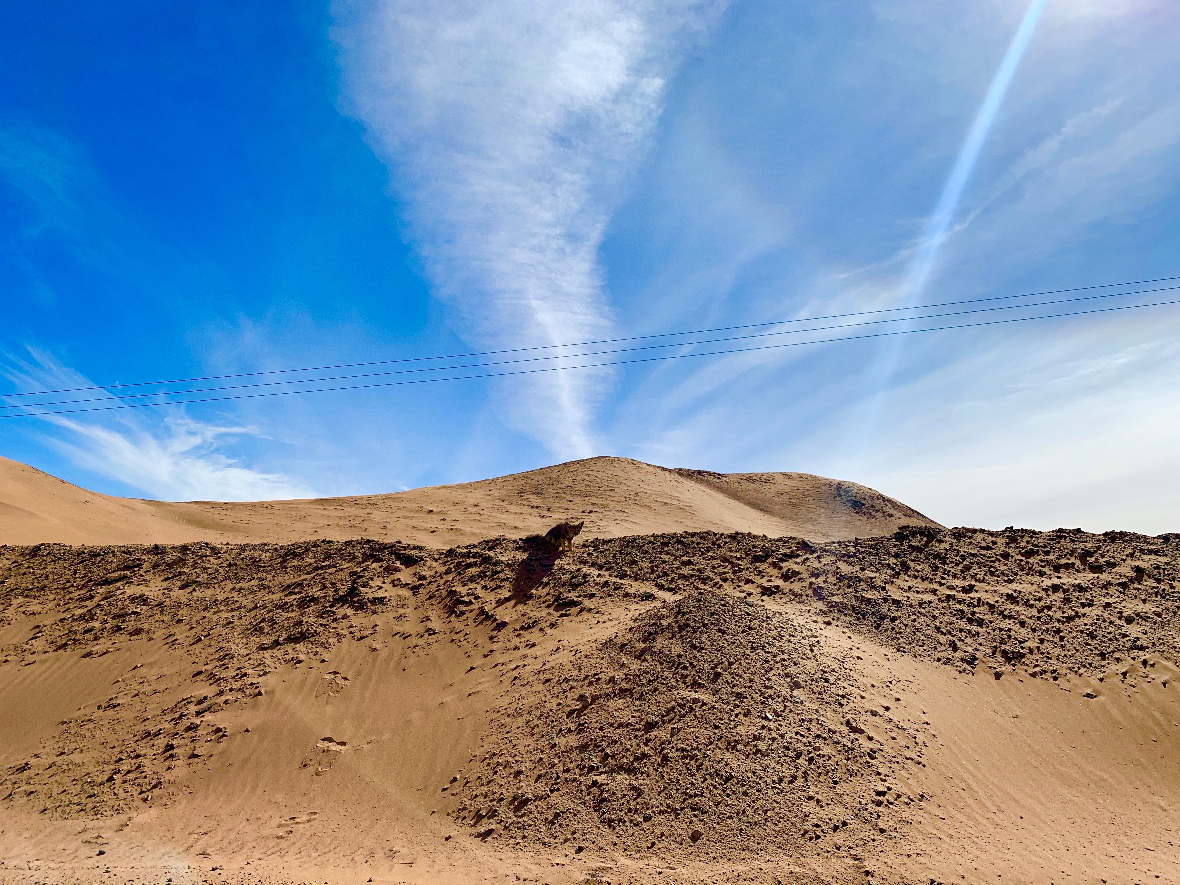 Zorro en las dunas del desierto de Atacama