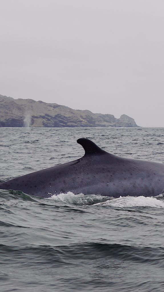 Ballena fin en Chañaral de Aceituno