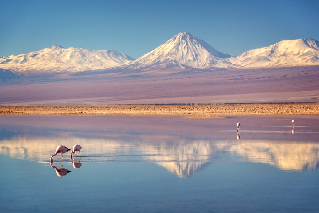 Flamencos en Laguna Chaxa