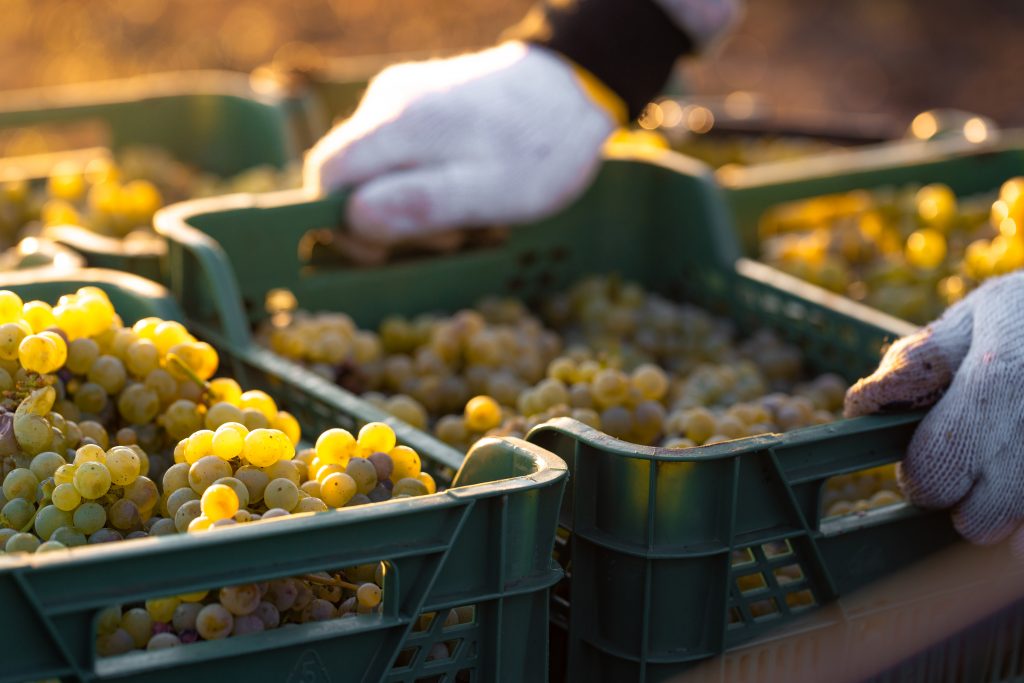 Uvas en cajas plasticas de recoleccion.