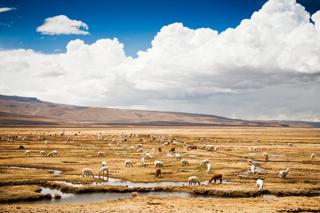 Manada de alpacas