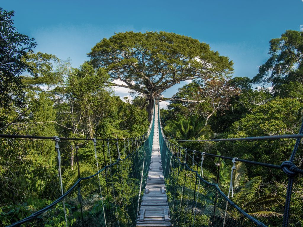 Canopy en Reserva Nacional Tambopata  