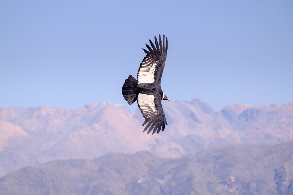 Condor volando en el Canon del Colca