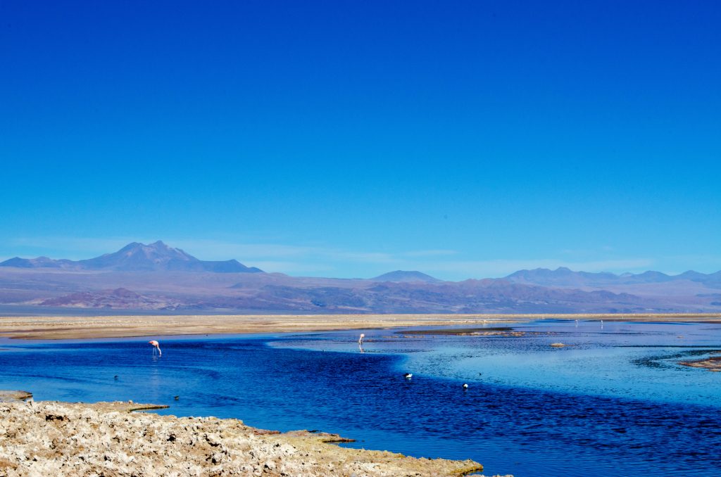 Flamencos en Laguna Cejar