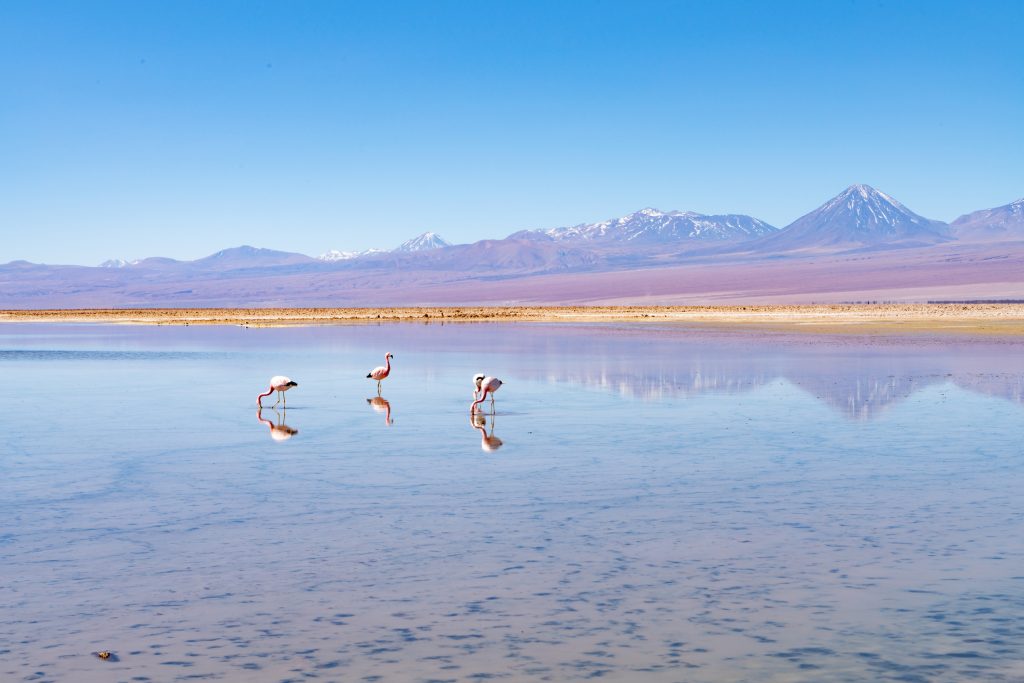 Flamencos en Laguna Chaxa