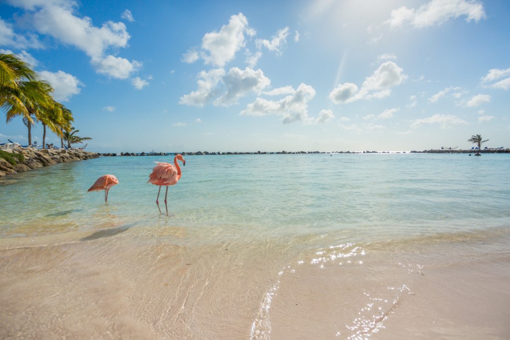 Flamencos en una playa de Aruba